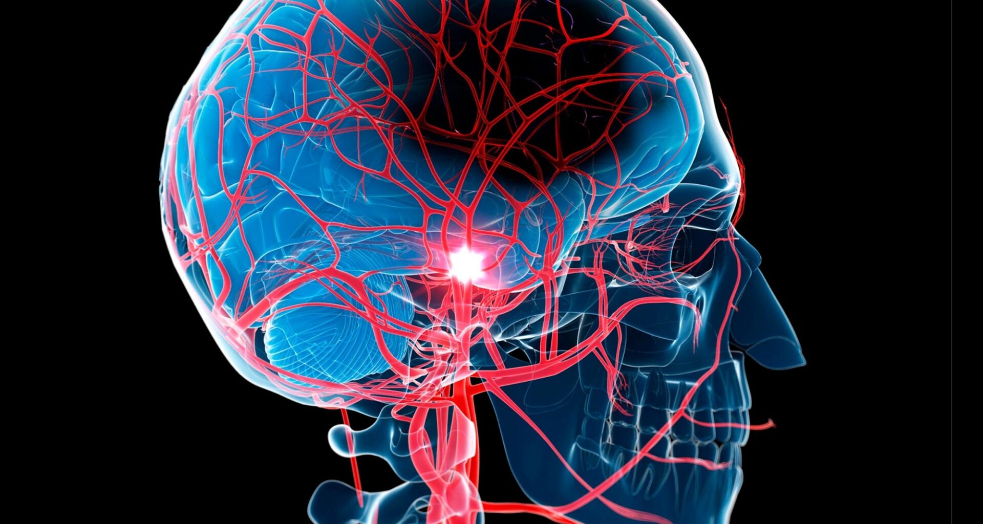 Human Head Anatomy Stroke Illustration