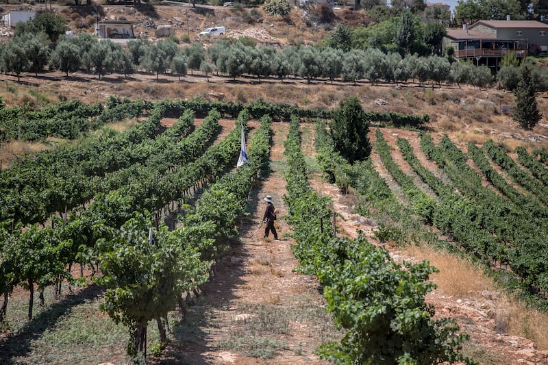 A Thai worker in a vineyard in the settlement of Elon Moreh. Photograph: Sally Hayden