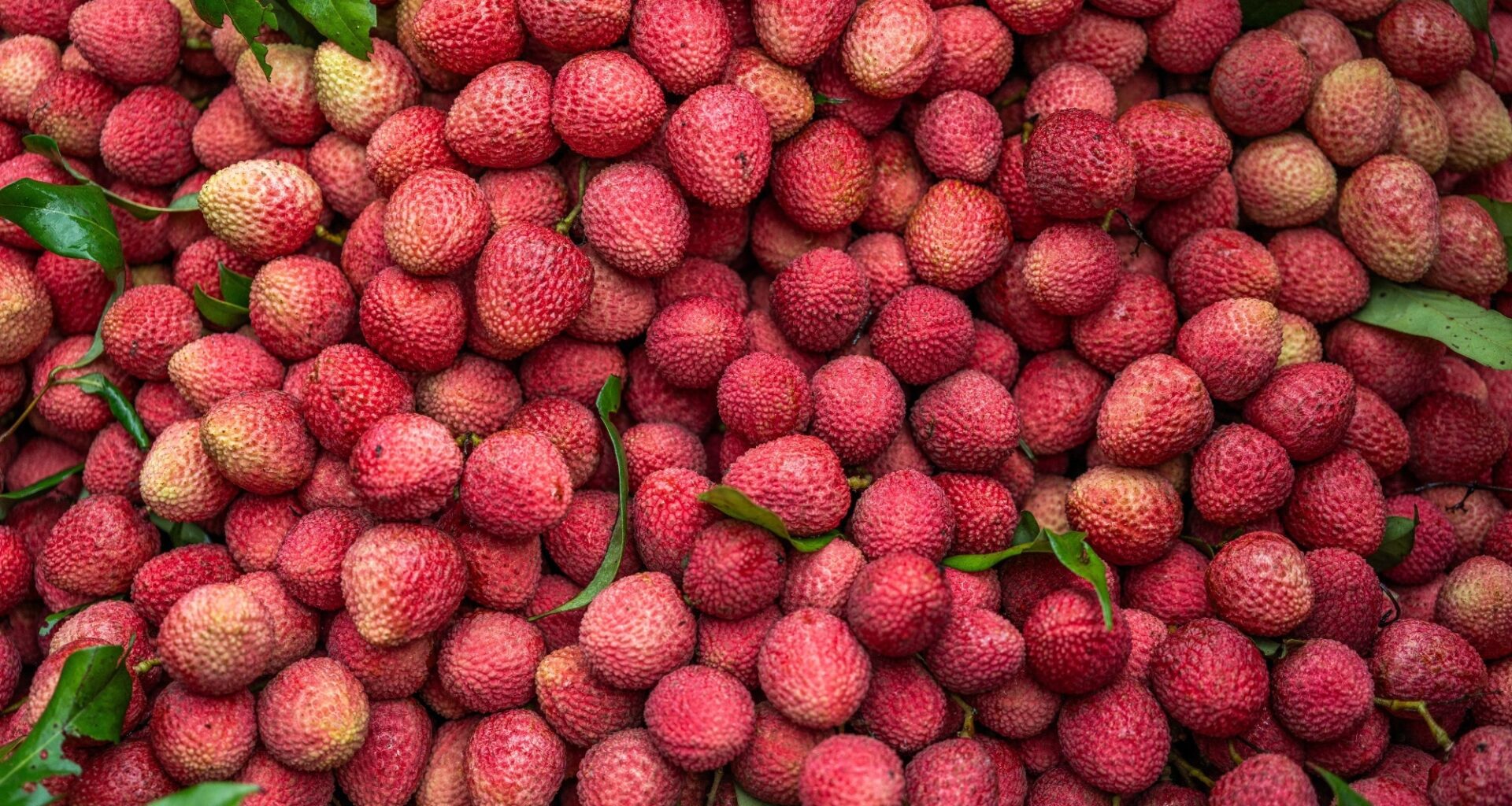 Antioxidant, Neuroprotective, and Anti-Cancer Insights