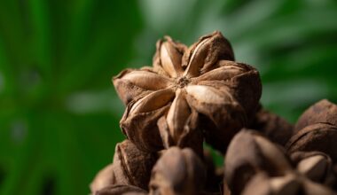 An Omega-3 Superfood for Cholesterol and Blood Sugar