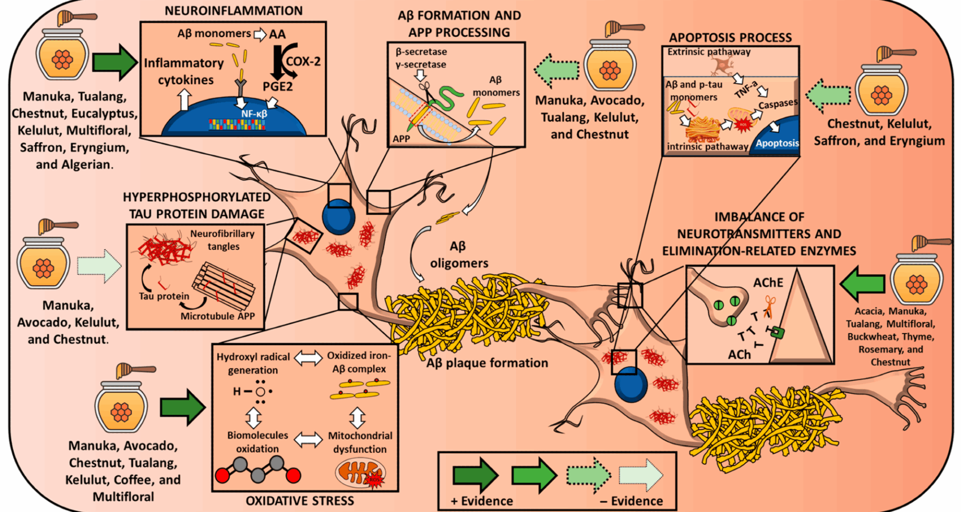 Effects of different honey types on the main molecular features of Alzheimer disease. Arrows’ design reflects the strength of the evidence. Abbreviations: AA = arachidonic acid; Aβ= amyloid beta;