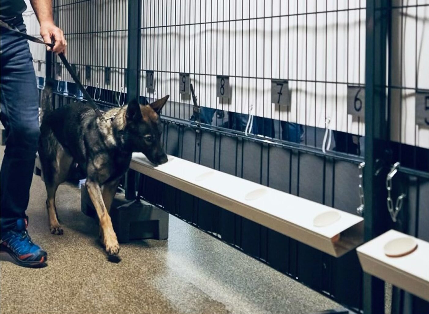 Study: Public perception of medical detection dogs and other COVID-19 testing strategies 