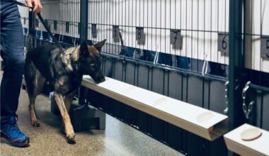 Study: Public perception of medical detection dogs and other COVID-19 testing strategies 