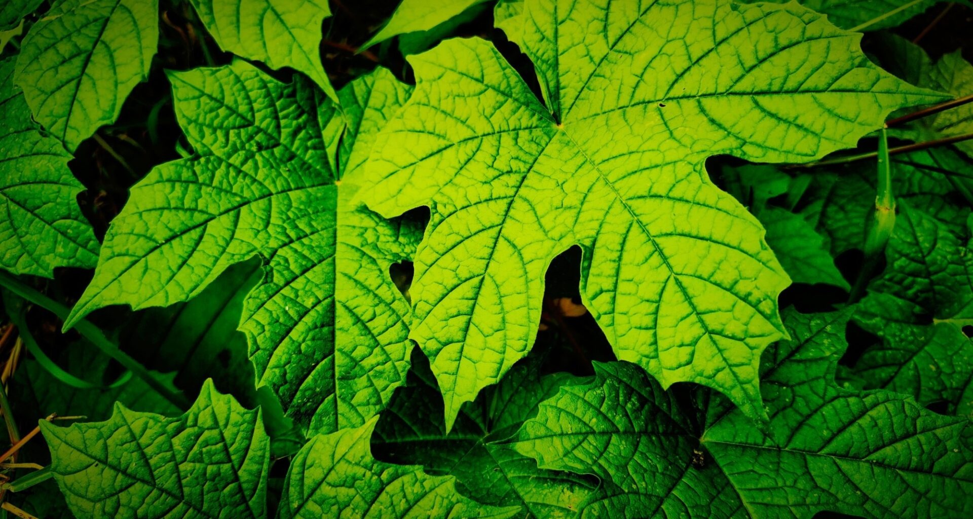 Review: Chaya Leaf: A Promising Approach for Diabetes Management. Image Credit: Sugeng Un / Shutterstock