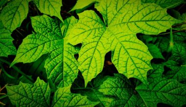 Review: Chaya Leaf: A Promising Approach for Diabetes Management. Image Credit: Sugeng Un / Shutterstock
