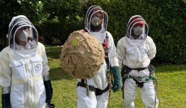 Asian hornet nest removed from Cork city site in ‘complex operation’ – The Irish Times