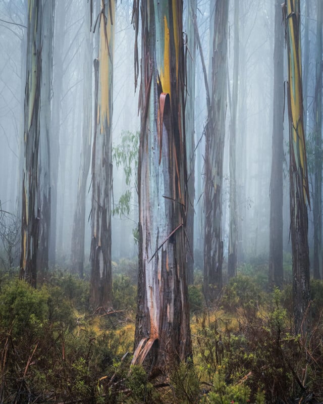 A misty forest scene with tall, straight tree trunks featuring peeling bark, surrounded by dense undergrowth and soft light filtering through the fog.