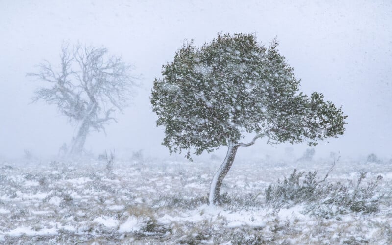 A snow-covered landscape with two trees. One tree in the foreground is bent by the wind, while a leafless tree stands in the hazy, snowy background. Snowfall and mist create a cold, wintry atmosphere.