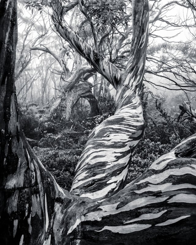 Black and white photo of twisted, gnarled tree trunks with striped bark patterns in a dense, foggy forest. The trees create dramatic lines and shapes, giving the scene a mysterious, surreal atmosphere.
