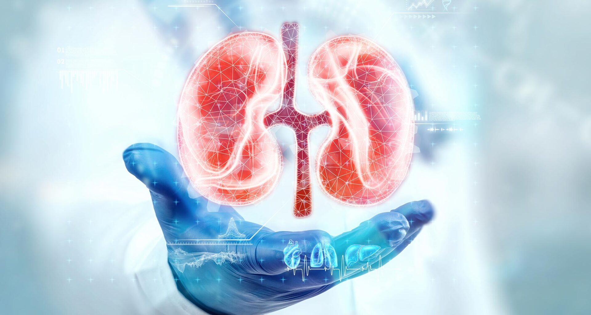 Kidney Medical Hologram