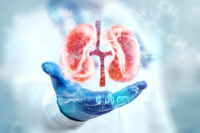 Kidney Medical Hologram