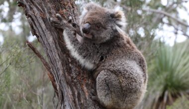 Island haven for koalas faces hidden genetic challenge, Flinders study warns