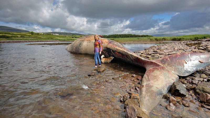 It is not uncommon for fin whales to wash up on beaches. This one was photographed at Baile Uí Chuill Strand, Ballinskelligs, Co Kerry last year. Photograph: Valerie O'Sullivan