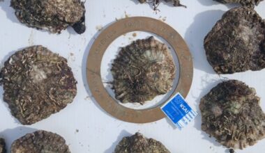 French group caught harvesting hundreds of oysters on Kerry beach – The Irish Times