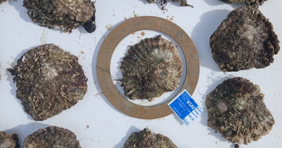 French group caught harvesting hundreds of oysters on Kerry beach – The Irish Times