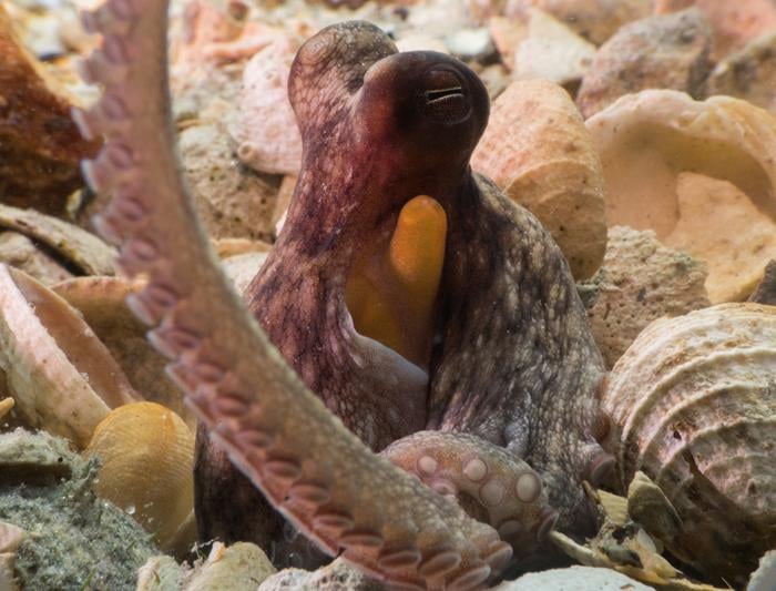 A close-up of an octopus partially hidden among seashells and rocks on the ocean floor, with one arm curled in the foreground and its eyes and suckers visible.