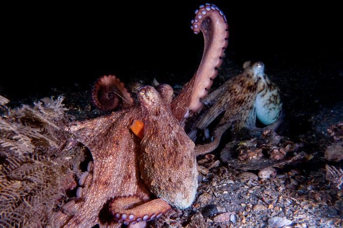 Two octopuses on the ocean floor at night, one with reddish-brown coloring in the foreground raising an arm, and another with lighter coloring in the background; surrounded by rocks and sea debris.