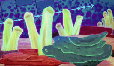 The first animals on Earth may have been sea sponges, study suggests | MIT News