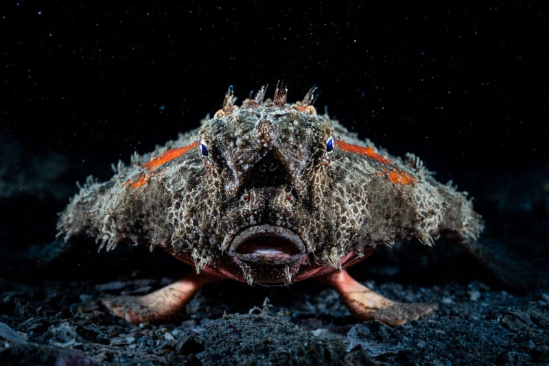 A close-up of a rough-textured, camouflaged fish with blue eyes and orange markings, lying flat on the seafloor in dark, murky water.