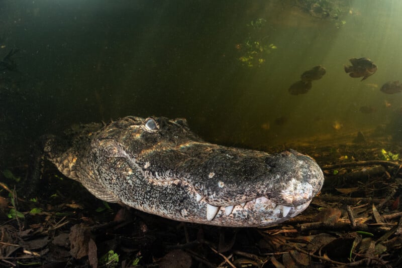 Underwater close-up of a crocodile resting on a bed of leaves, with its mouth slightly open, showing sharp teeth. Fish swim in the background, and sunlight filters through the murky water.