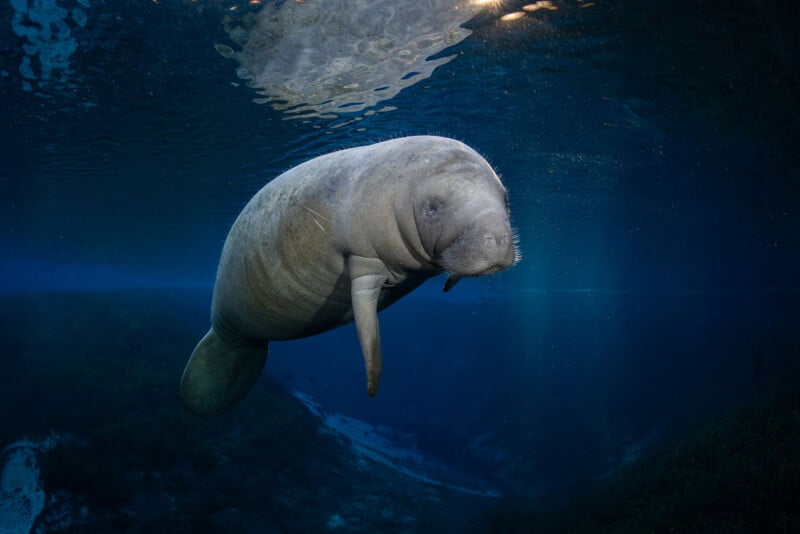 A manatee swims gracefully underwater in clear blue water, with sunlight filtering from above and aquatic plants visible below.