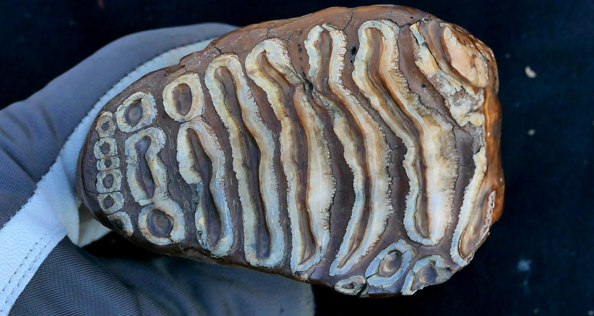 World’s Oldest Microbial DNA Discovered in Ancient Mammoth Remains