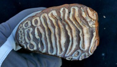 World’s Oldest Microbial DNA Discovered in Ancient Mammoth Remains