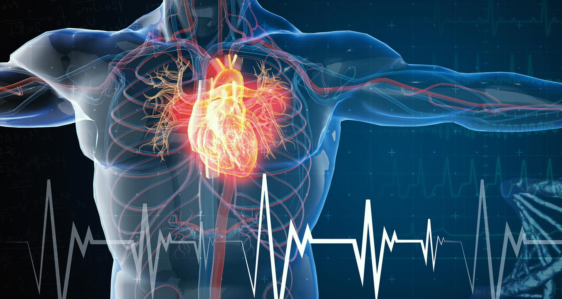 Medical Male Anatomy Heart Attack Cardiovascular Disease