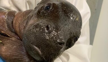 Watch: Michigan zoo announces birth of pygmy hippo calf