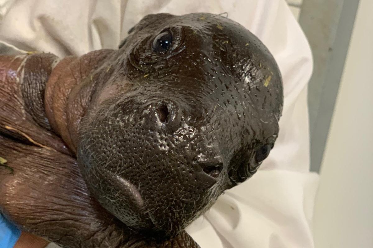 Watch: Michigan zoo announces birth of pygmy hippo calf