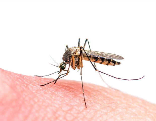 Genomic studies reveal human influence on mosquito evolution and disease spread