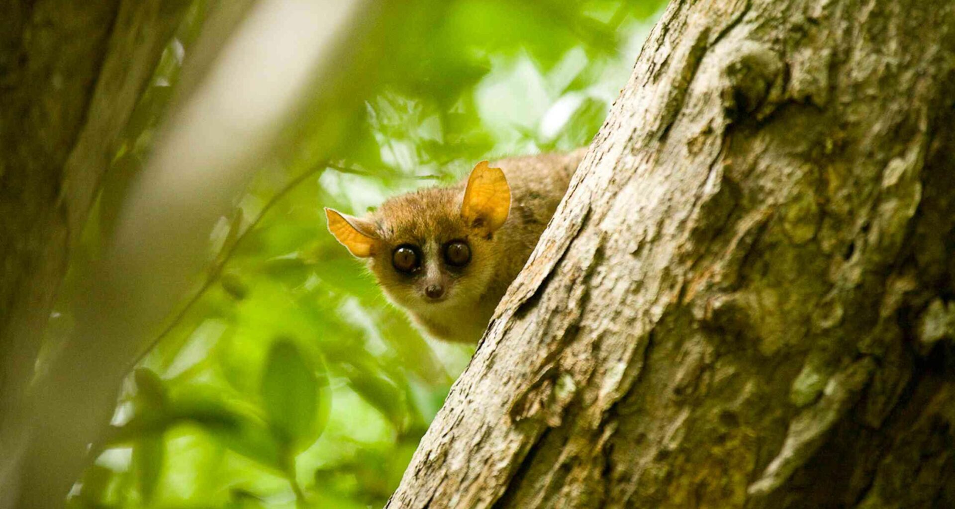 New Study Shatters Long-Standing Myths About Primate Origins