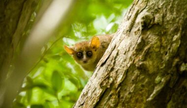 New Study Shatters Long-Standing Myths About Primate Origins