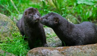 Mink eradication scheme being piloted in Midlands in first step towards eliminating invasive species – The Irish Times