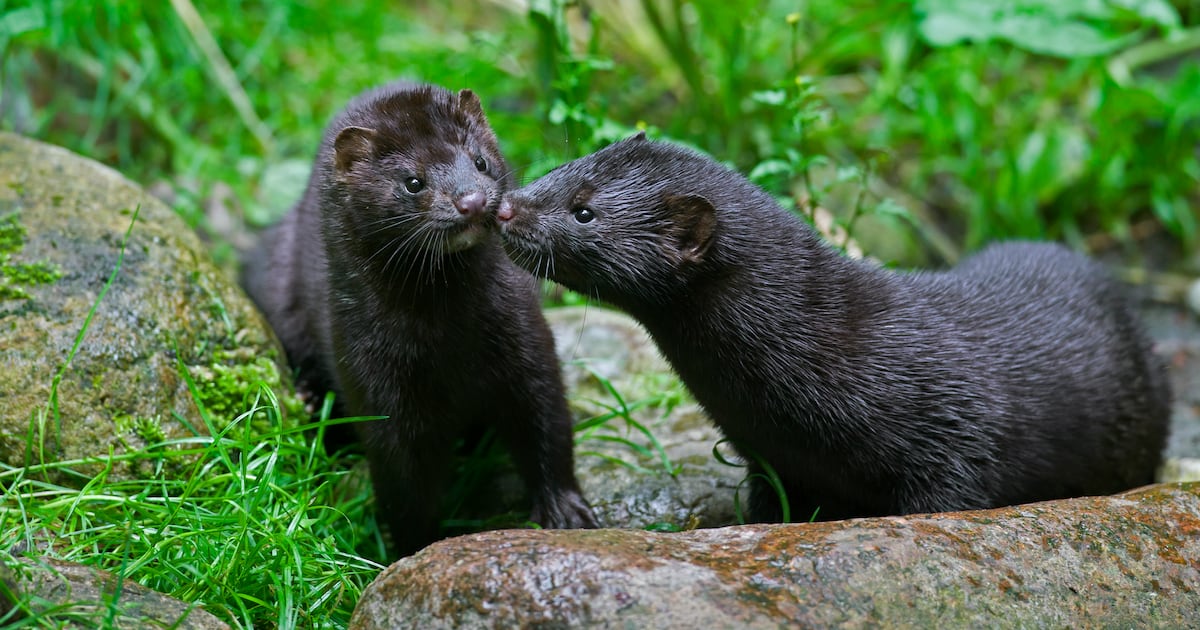 Mink eradication scheme being piloted in Midlands in first step towards eliminating invasive species – The Irish Times