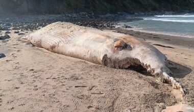 Public urged not to approach 57ft dead whale washed up on Cork beach – The Irish Times