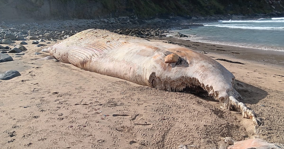 Public urged not to approach 57ft dead whale washed up on Cork beach – The Irish Times