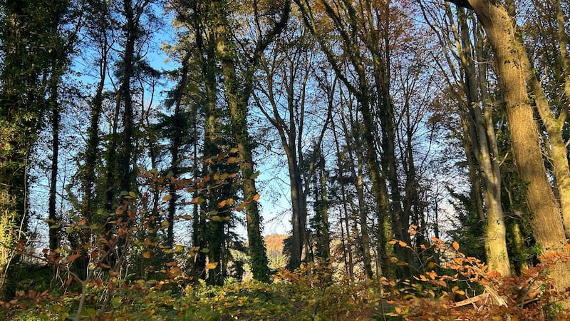 Why we should dip our toe into Forest Bathing 