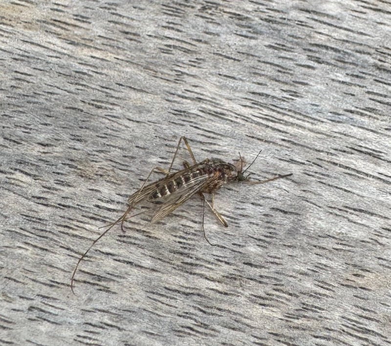 Mosquito. Photograph: Claire Wheeler