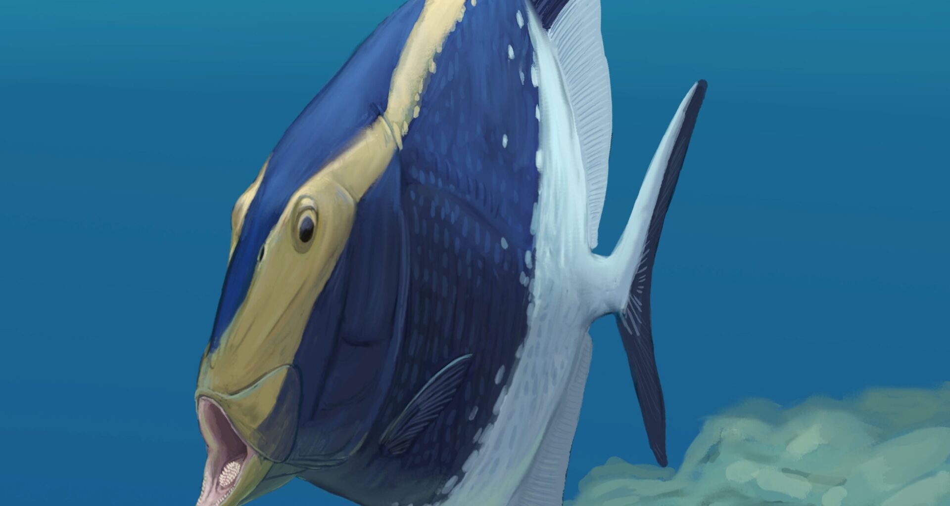 Fossil From 310 Million Years Ago Rewrites the Story of Fish Evolution
