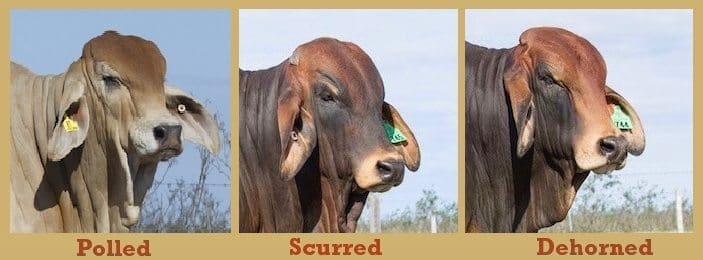 Breeding for polledness isn’t just lip service