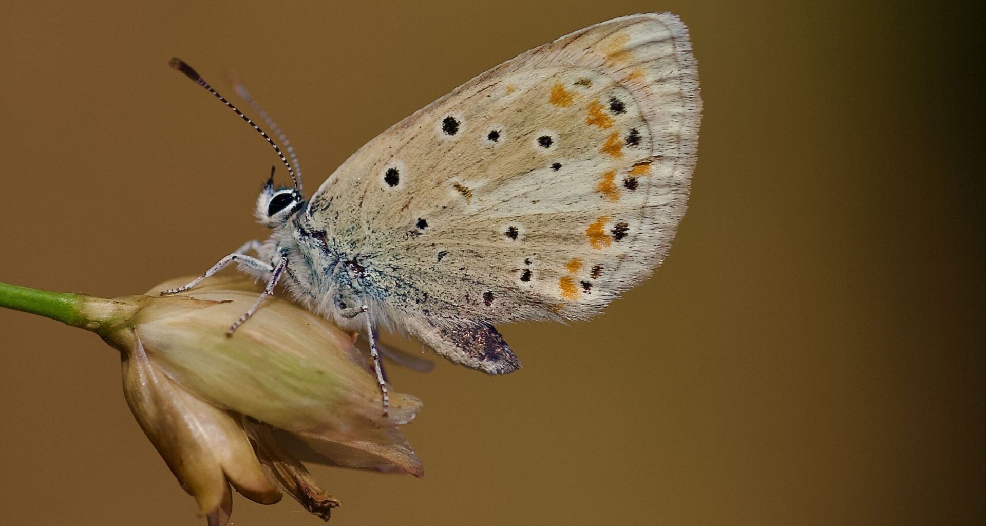 Polyommatus atlantica