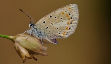 Polyommatus atlantica