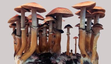 Psilocybe cubensis