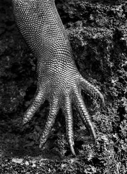 The paw of an iguana in the Galapagos Islands, one of the images Salgado took during a series of 32 trips around the world between 2004 and 2012 in search of primeval nature, which he captured in the work 'Genesis.'