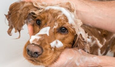 As much as I love my dog, I can’t ignore the toll of pet flea treatments on aquatic life – The Irish Times