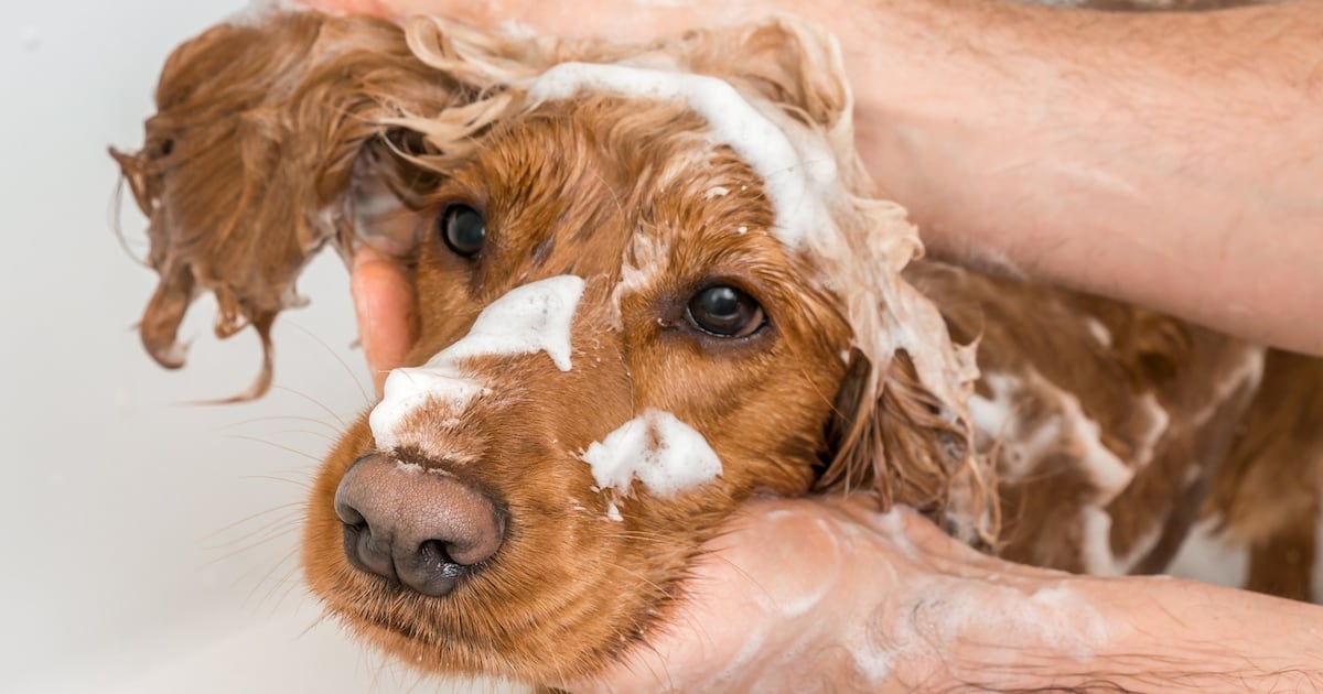 As much as I love my dog, I can’t ignore the toll of pet flea treatments on aquatic life – The Irish Times