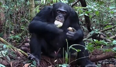 Study: Chimps consume the equivalent of two alcoholic drinks per day