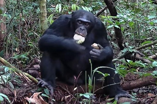 Study: Chimps consume the equivalent of two alcoholic drinks per day