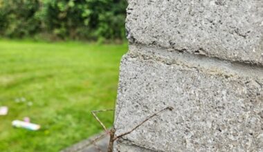 This female only stick insect arrived in Ireland from New Zealand in the 1960s – The Irish Times